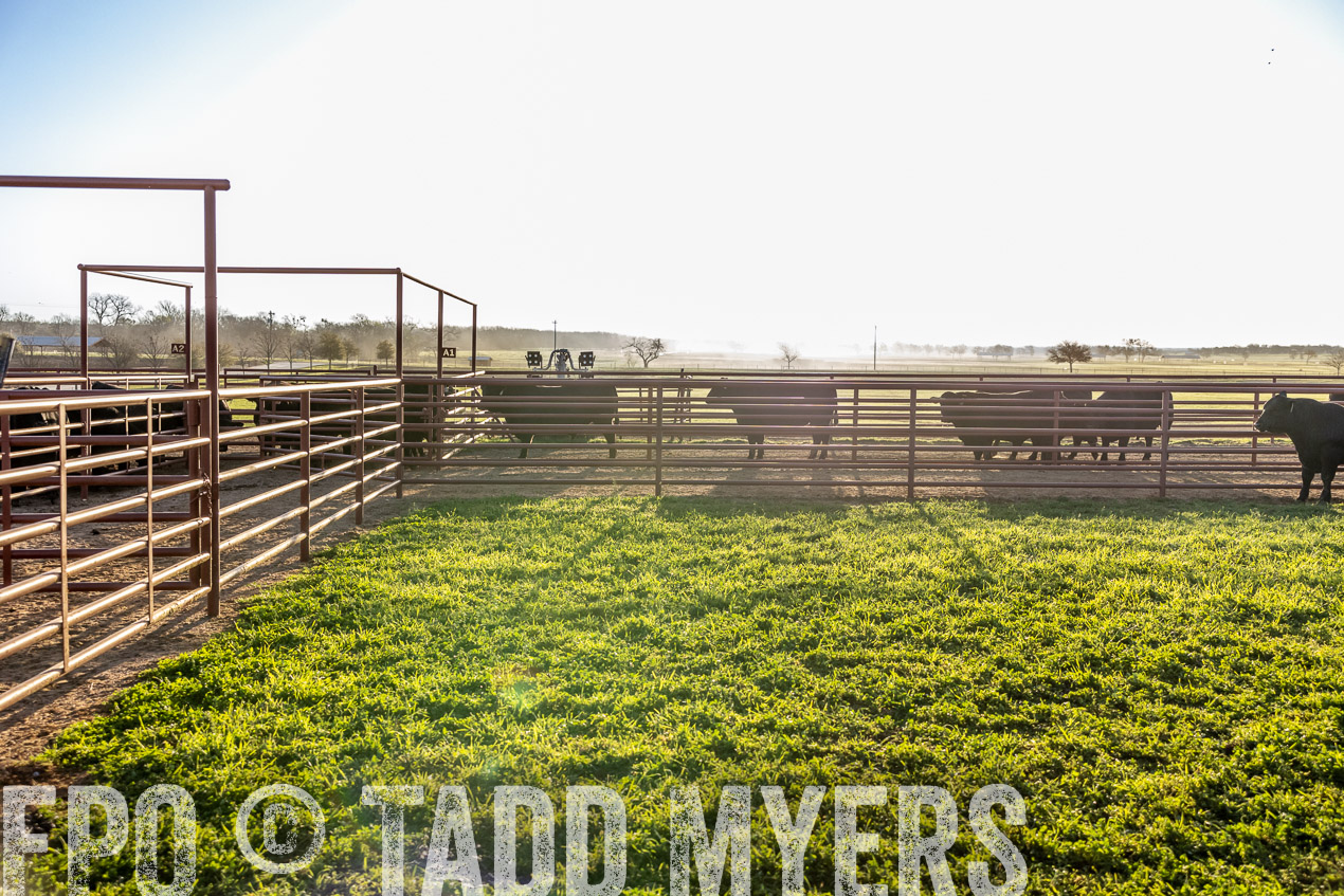 TMyers_SpringBullSale_Cameron_Feb2024-512006