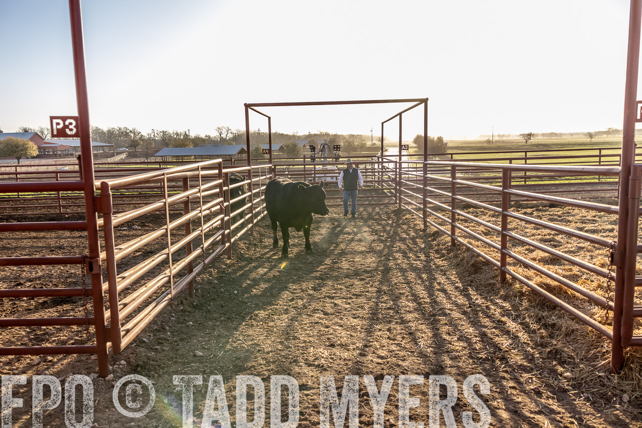 TMyers_SpringBullSale_Cameron_Feb2024-512020