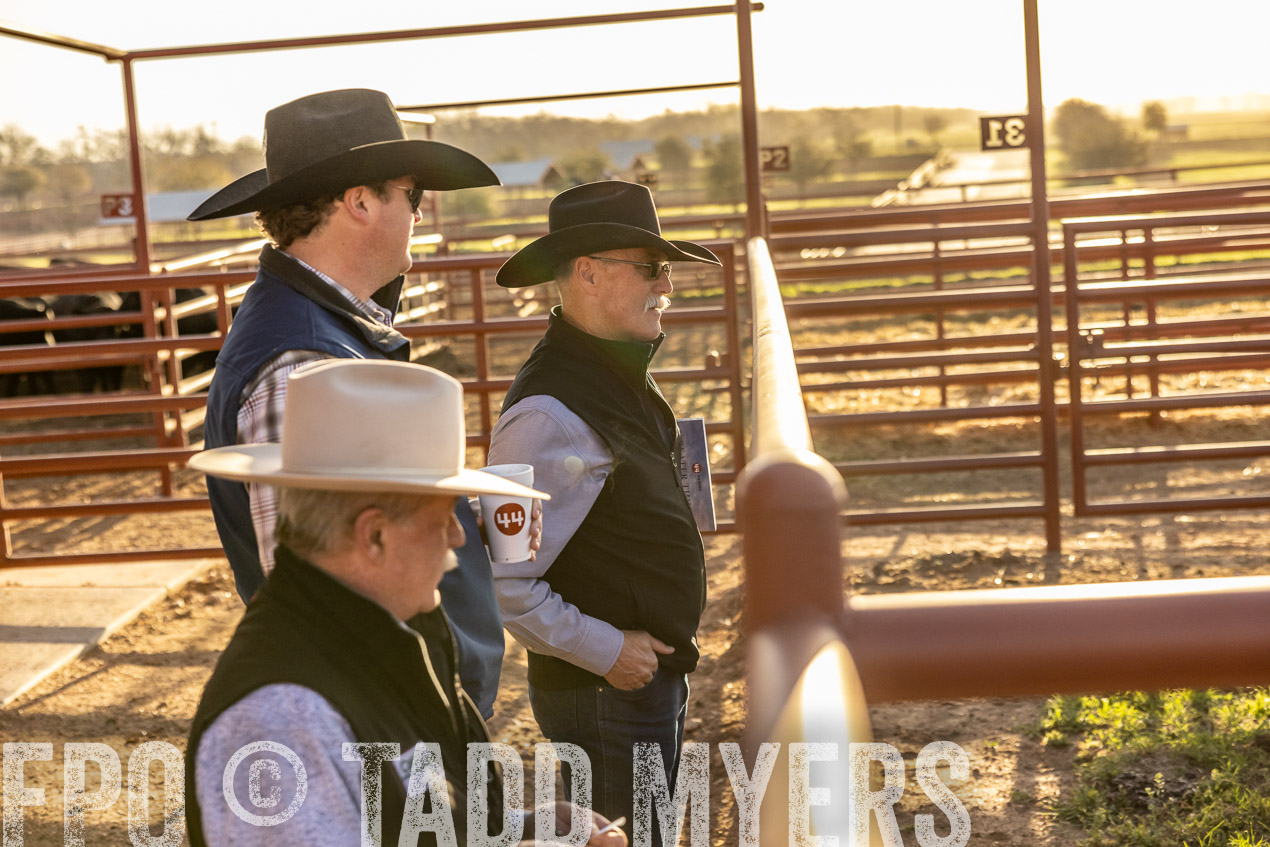 TMyers_SpringBullSale_Cameron_Feb2024-512051