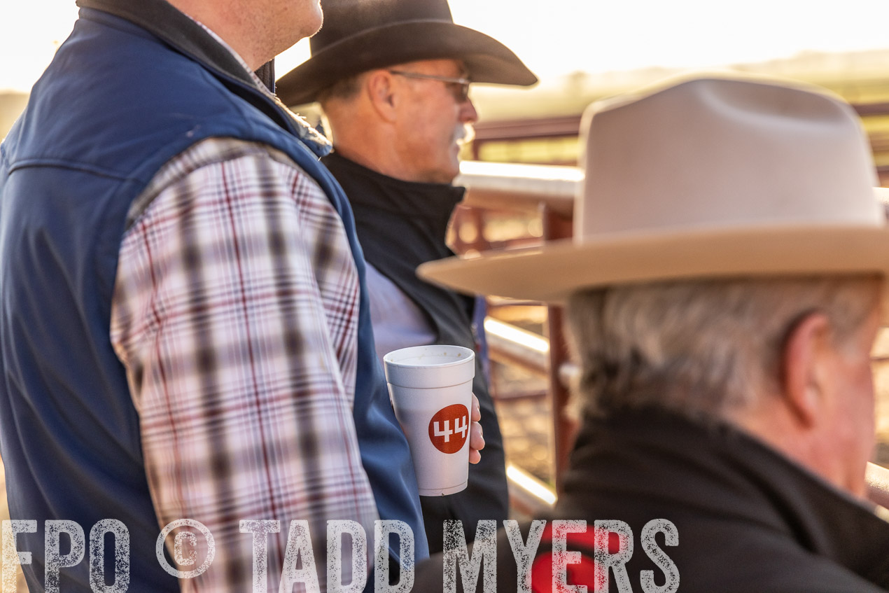 TMyers_SpringBullSale_Cameron_Feb2024-512062