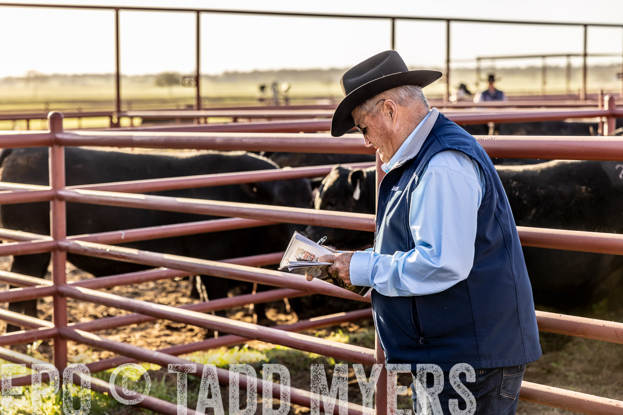 TMyers_SpringBullSale_Cameron_Feb2024-512113