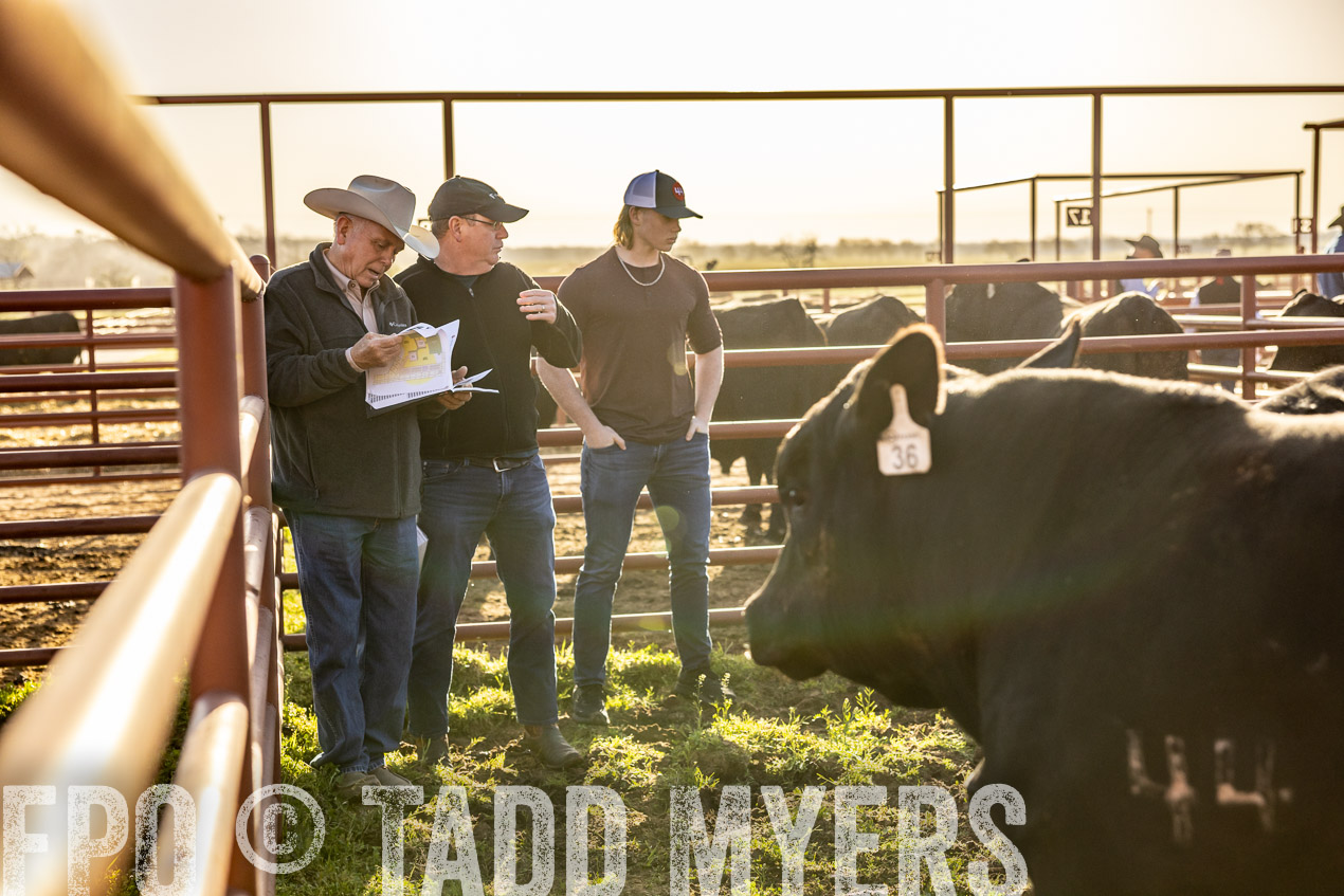 TMyers_SpringBullSale_Cameron_Feb2024-512138