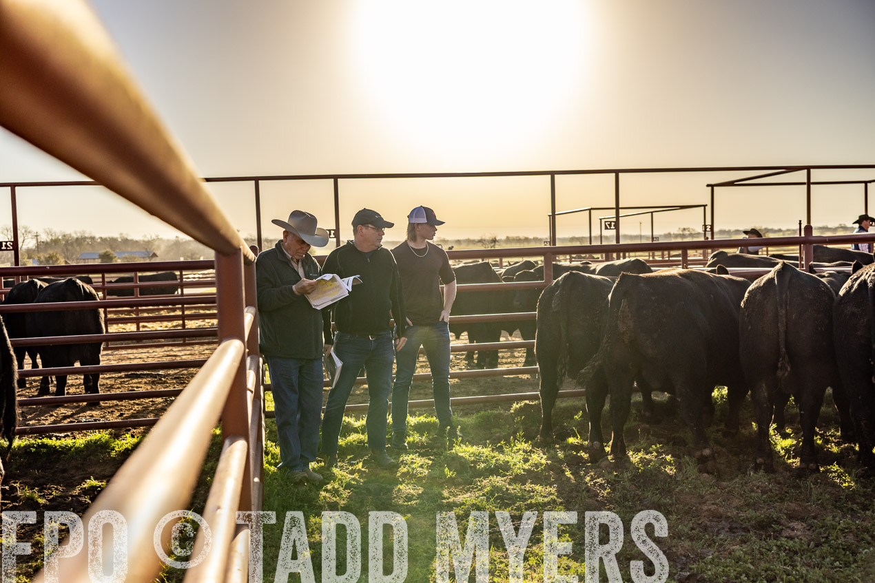 TMyers_SpringBullSale_Cameron_Feb2024-512144