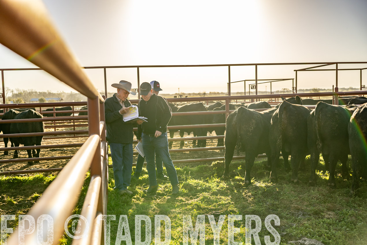 TMyers_SpringBullSale_Cameron_Feb2024-512151