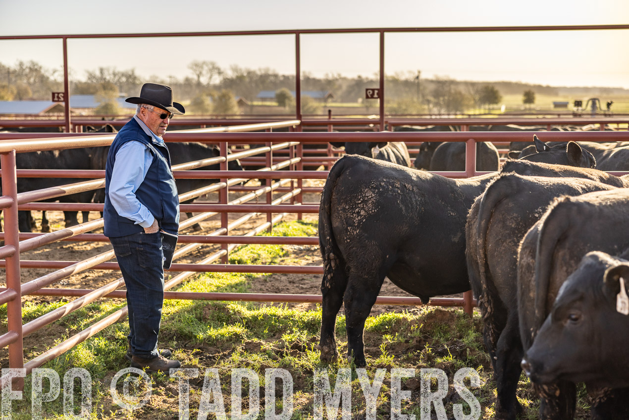 TMyers_SpringBullSale_Cameron_Feb2024-512167
