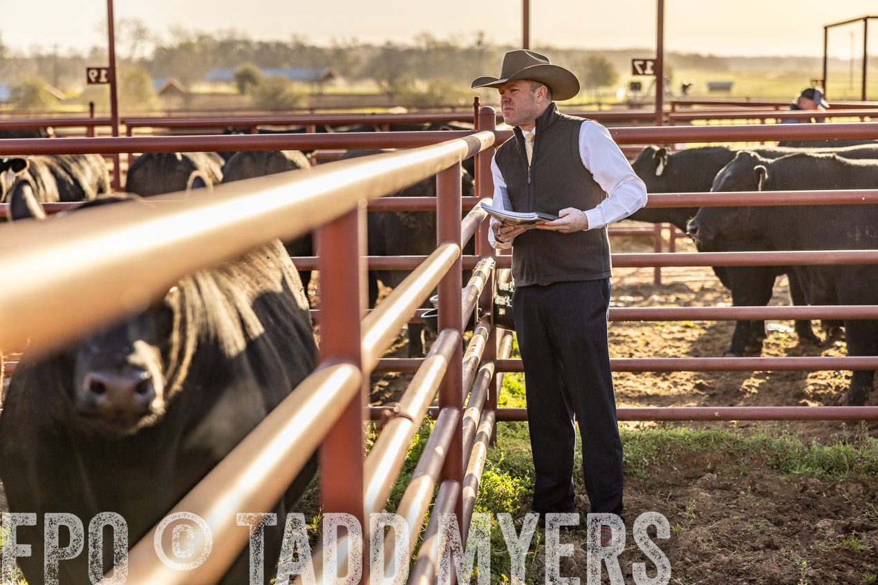 TMyers_SpringBullSale_Cameron_Feb2024-512176