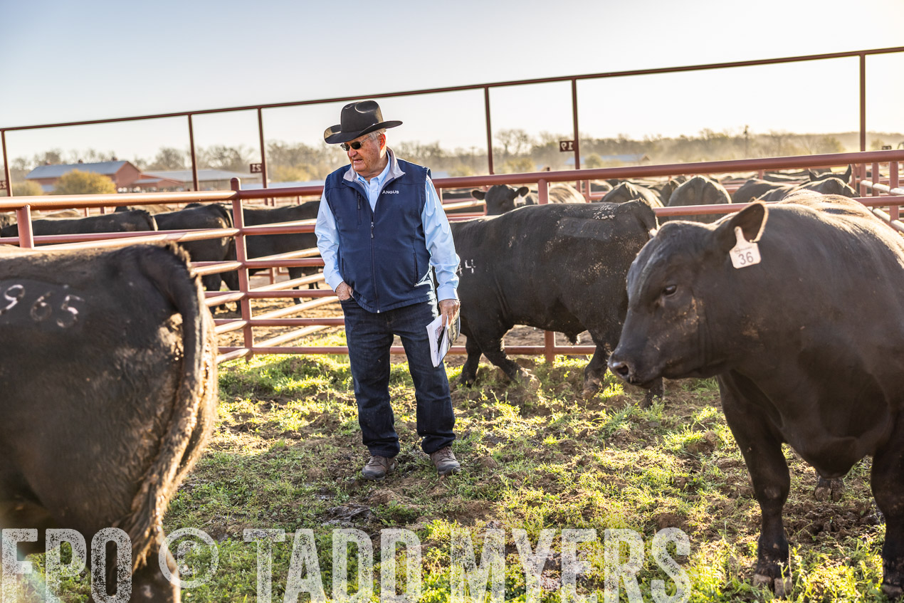 TMyers_SpringBullSale_Cameron_Feb2024-512184