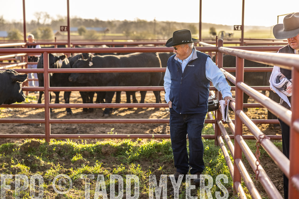 TMyers_SpringBullSale_Cameron_Feb2024-512202
