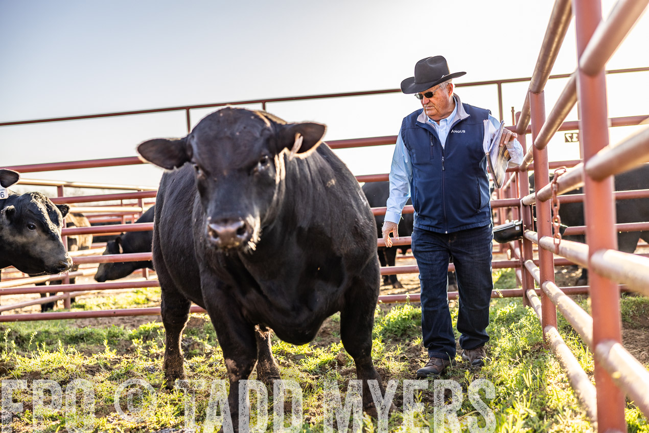 TMyers_SpringBullSale_Cameron_Feb2024-512216