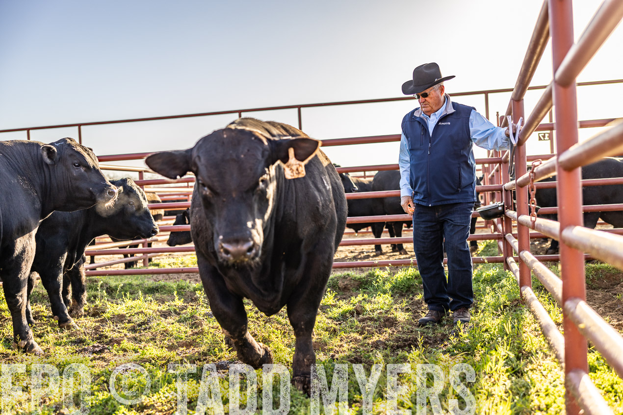 TMyers_SpringBullSale_Cameron_Feb2024-512218