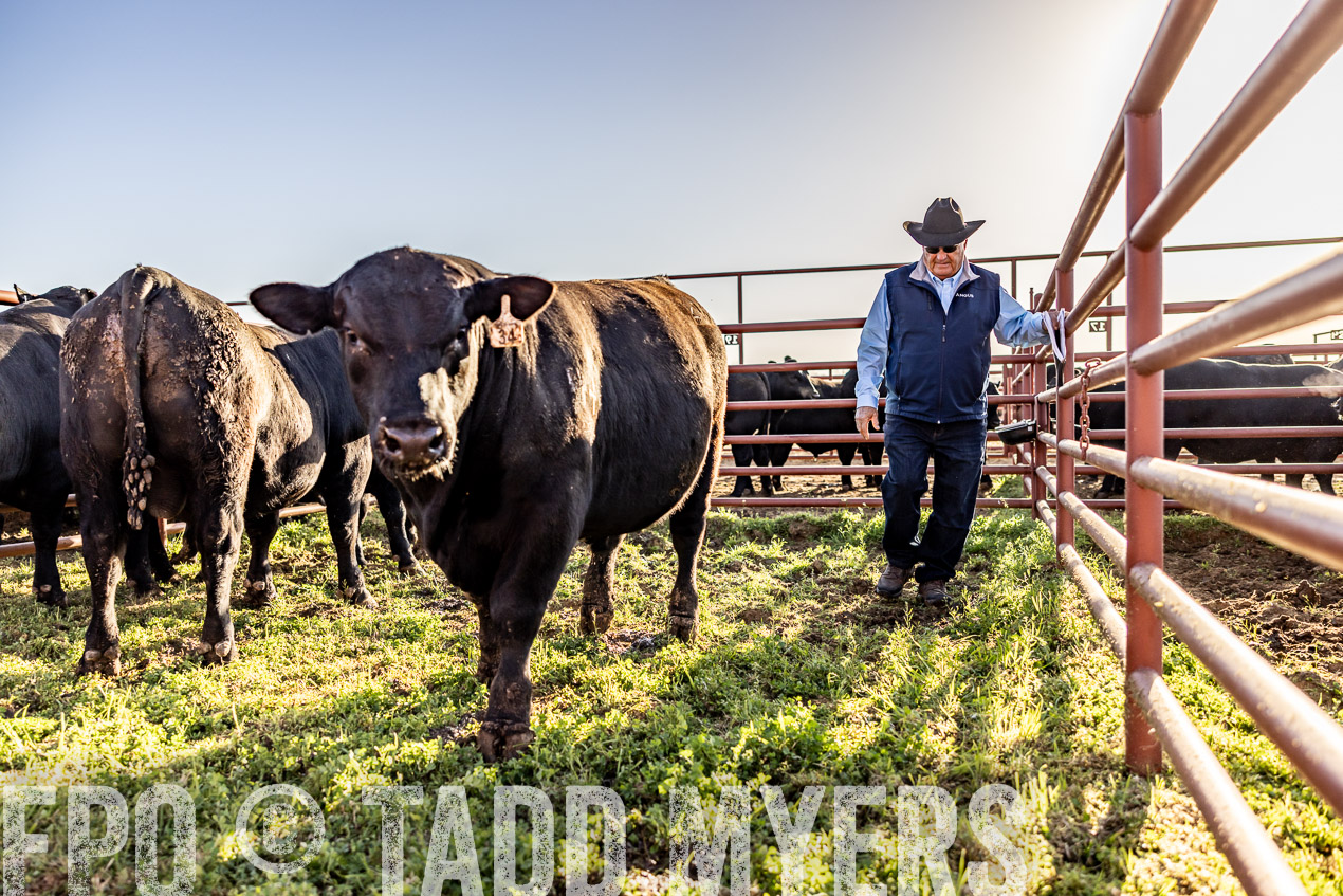 TMyers_SpringBullSale_Cameron_Feb2024-512222