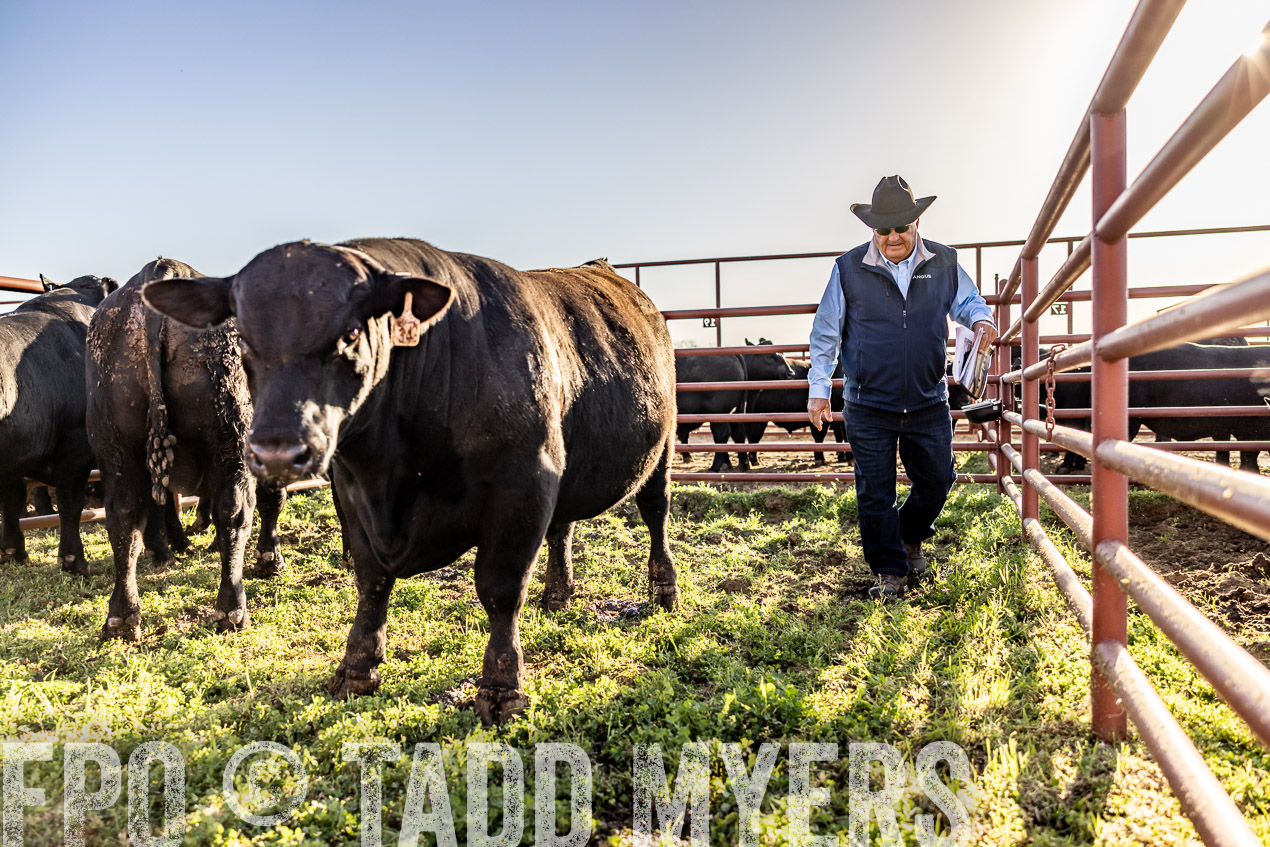 TMyers_SpringBullSale_Cameron_Feb2024-512225