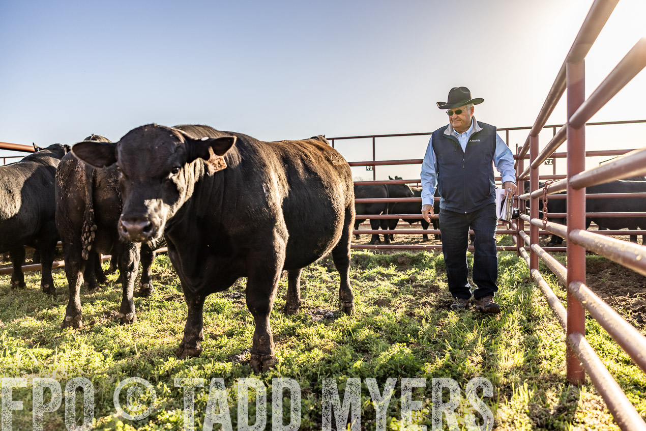 TMyers_SpringBullSale_Cameron_Feb2024-512226