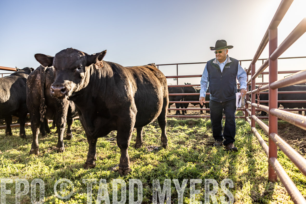TMyers_SpringBullSale_Cameron_Feb2024-512227