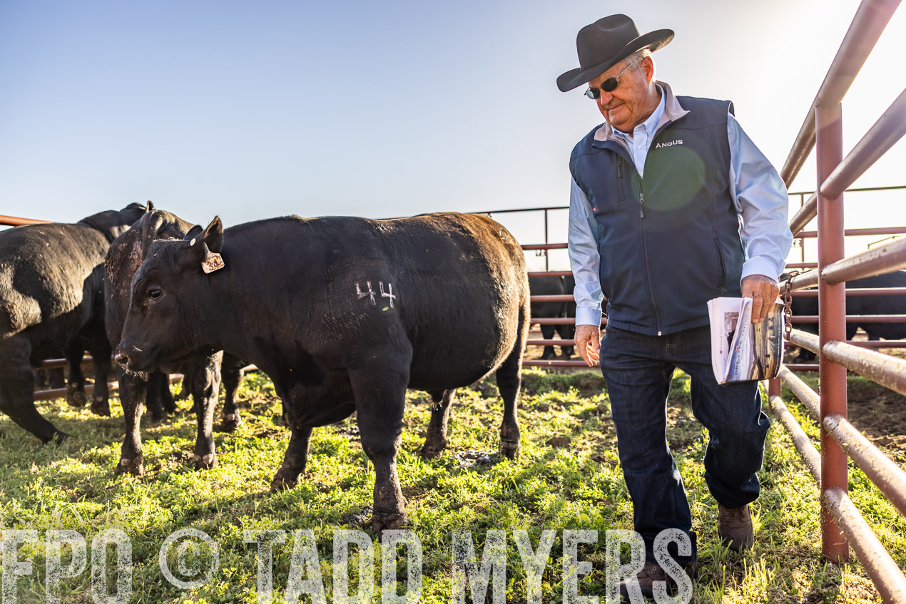 TMyers_SpringBullSale_Cameron_Feb2024-512236