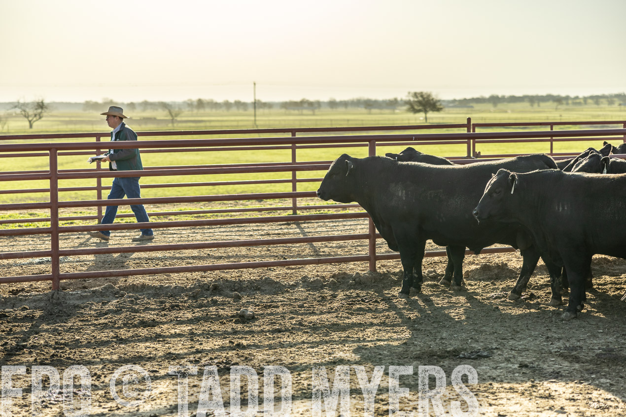TMyers_SpringBullSale_Cameron_Feb2024-512253