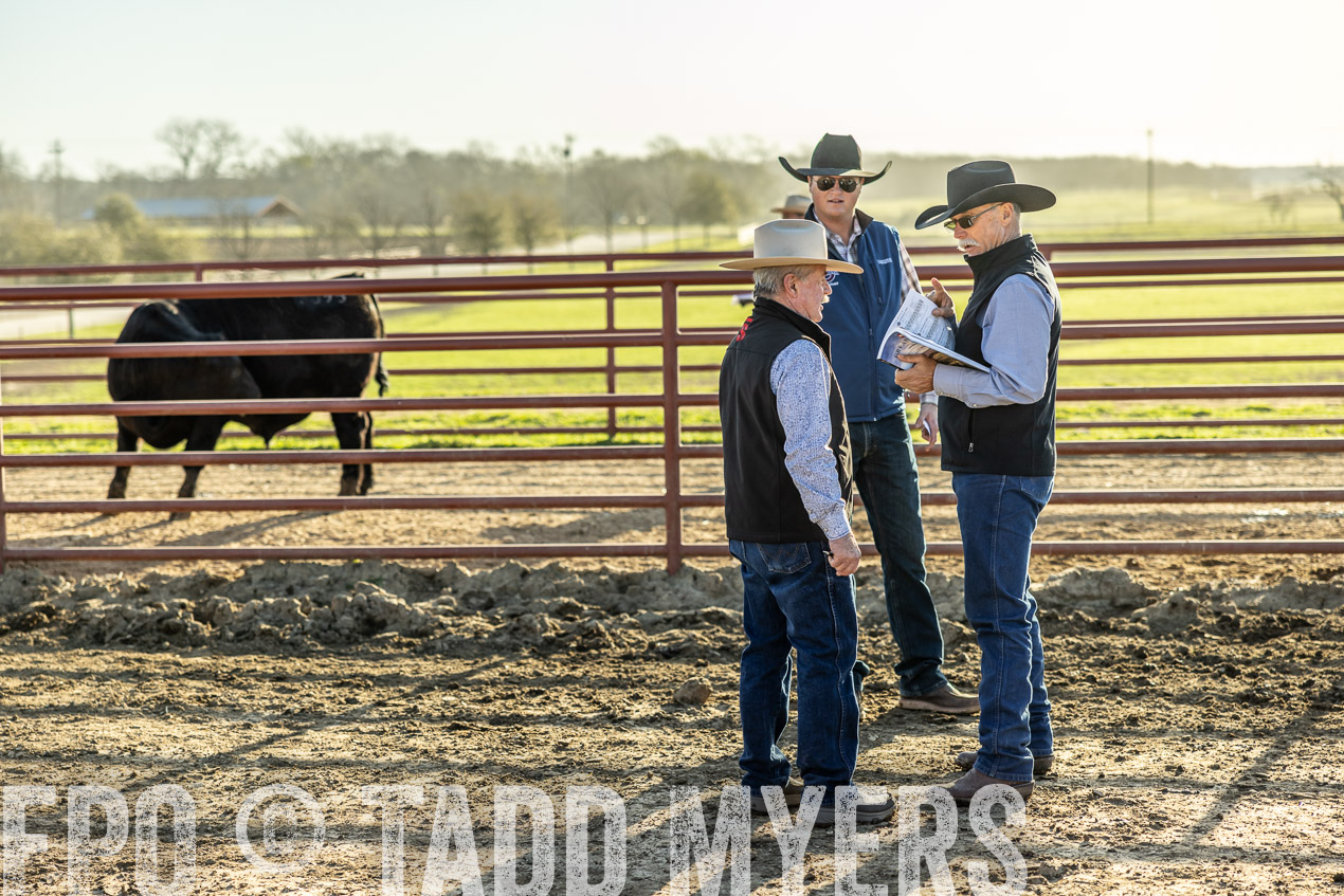 TMyers_SpringBullSale_Cameron_Feb2024-512255