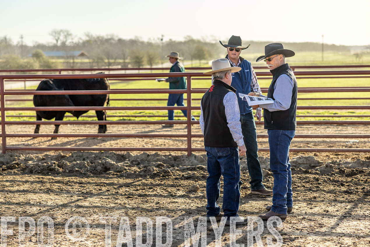 TMyers_SpringBullSale_Cameron_Feb2024-512256