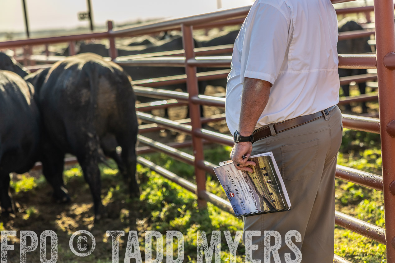 TMyers_SpringBullSale_Cameron_Feb2024-512278
