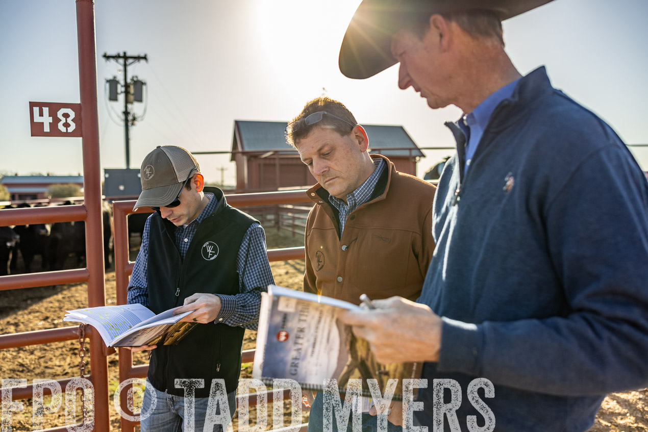TMyers_SpringBullSale_Cameron_Feb2024-512309
