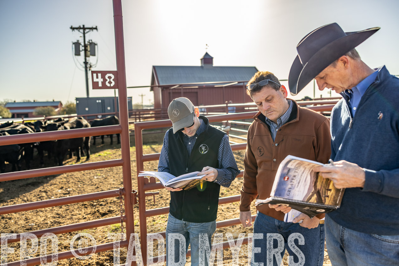 TMyers_SpringBullSale_Cameron_Feb2024-512319