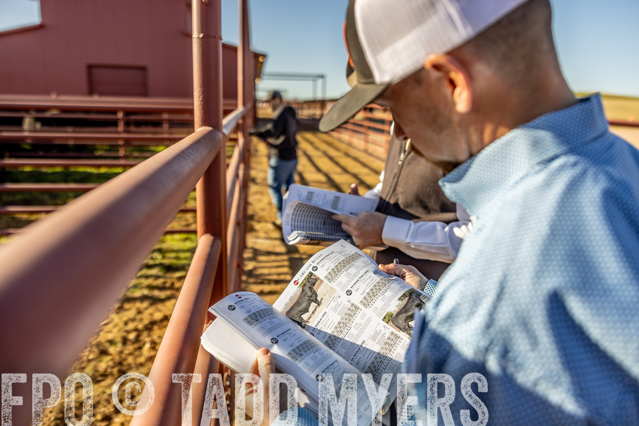 TMyers_SpringBullSale_Cameron_Feb2024-512414
