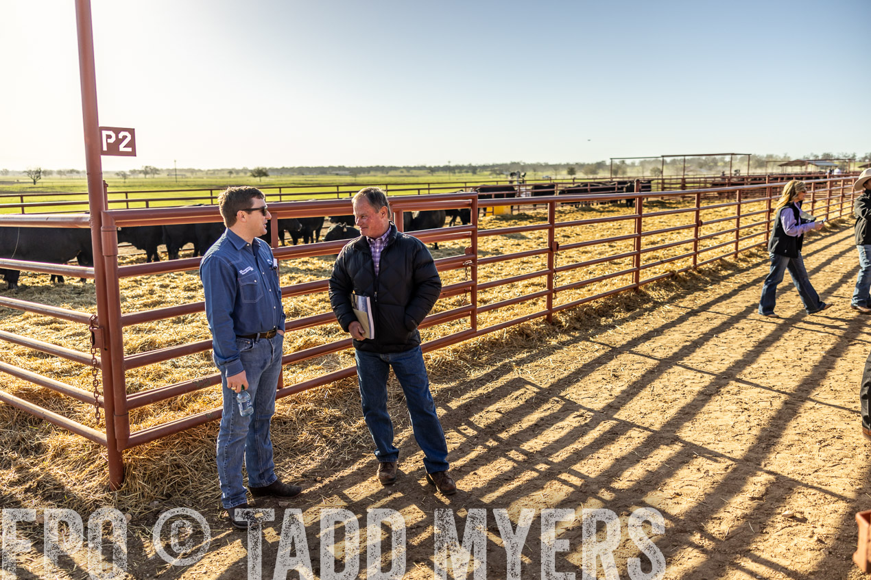 TMyers_SpringBullSale_Cameron_Feb2024-512474