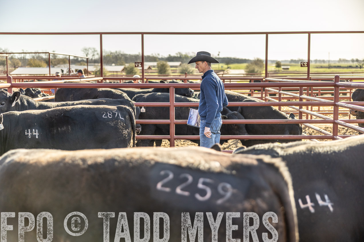 TMyers_SpringBullSale_Cameron_Feb2024-512491