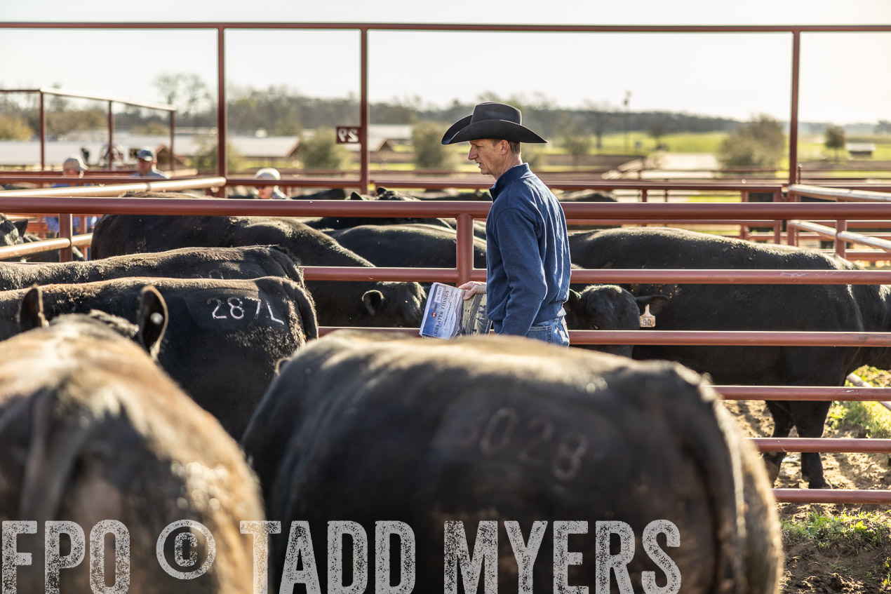 TMyers_SpringBullSale_Cameron_Feb2024-512494