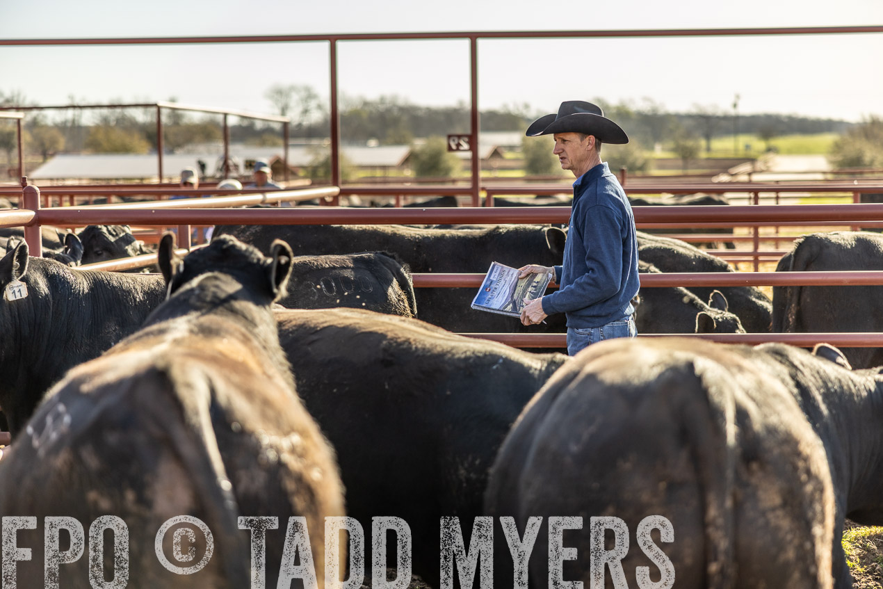 TMyers_SpringBullSale_Cameron_Feb2024-512498
