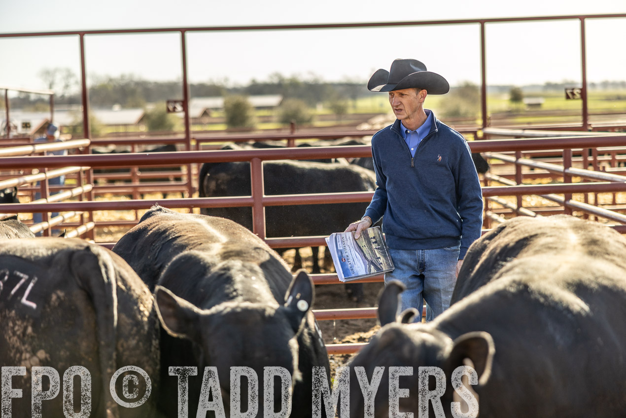 TMyers_SpringBullSale_Cameron_Feb2024-512509