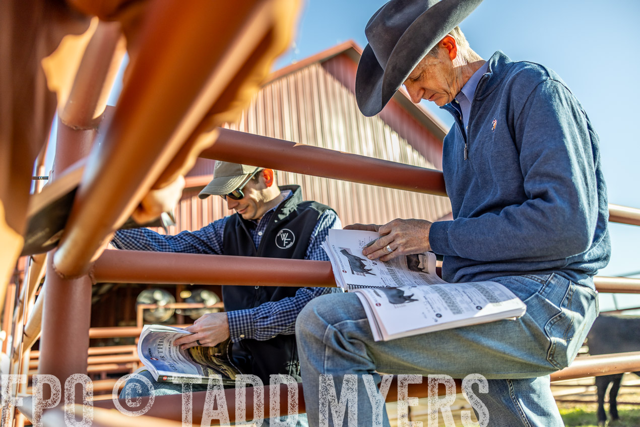 TMyers_SpringBullSale_Cameron_Feb2024-512529
