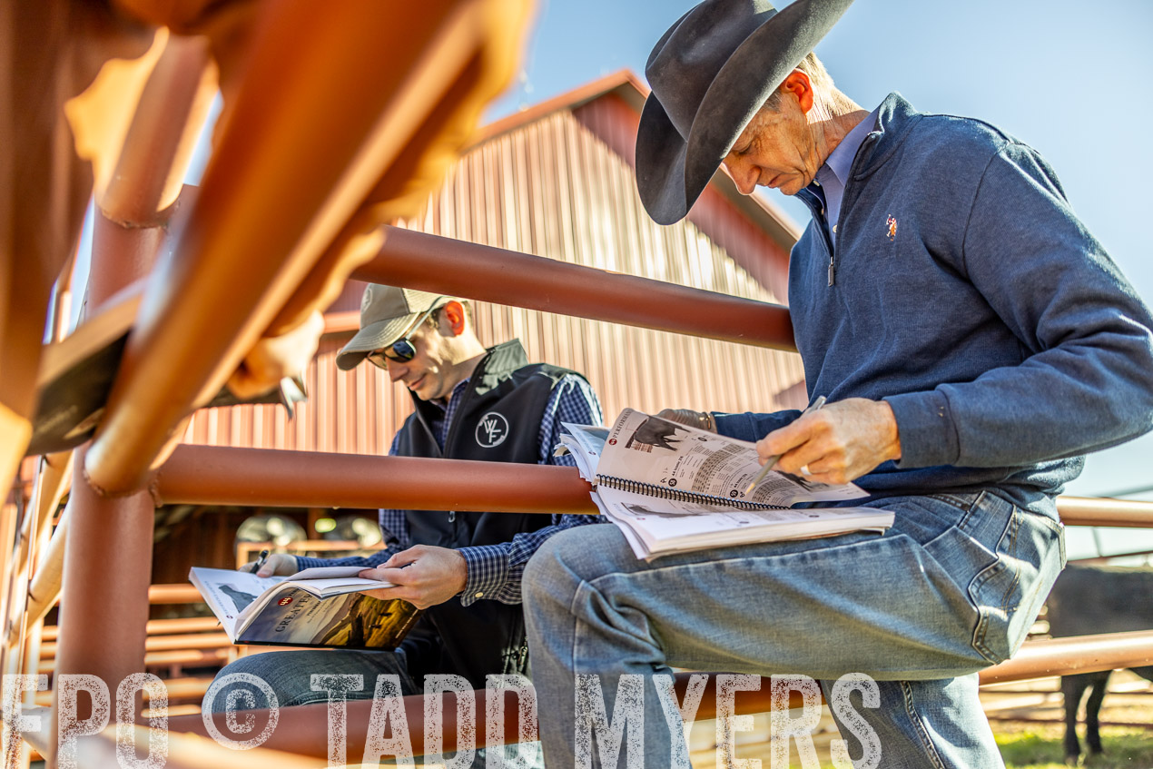 TMyers_SpringBullSale_Cameron_Feb2024-512531