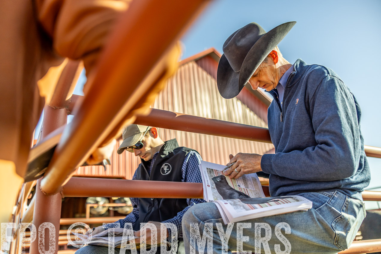 TMyers_SpringBullSale_Cameron_Feb2024-512542
