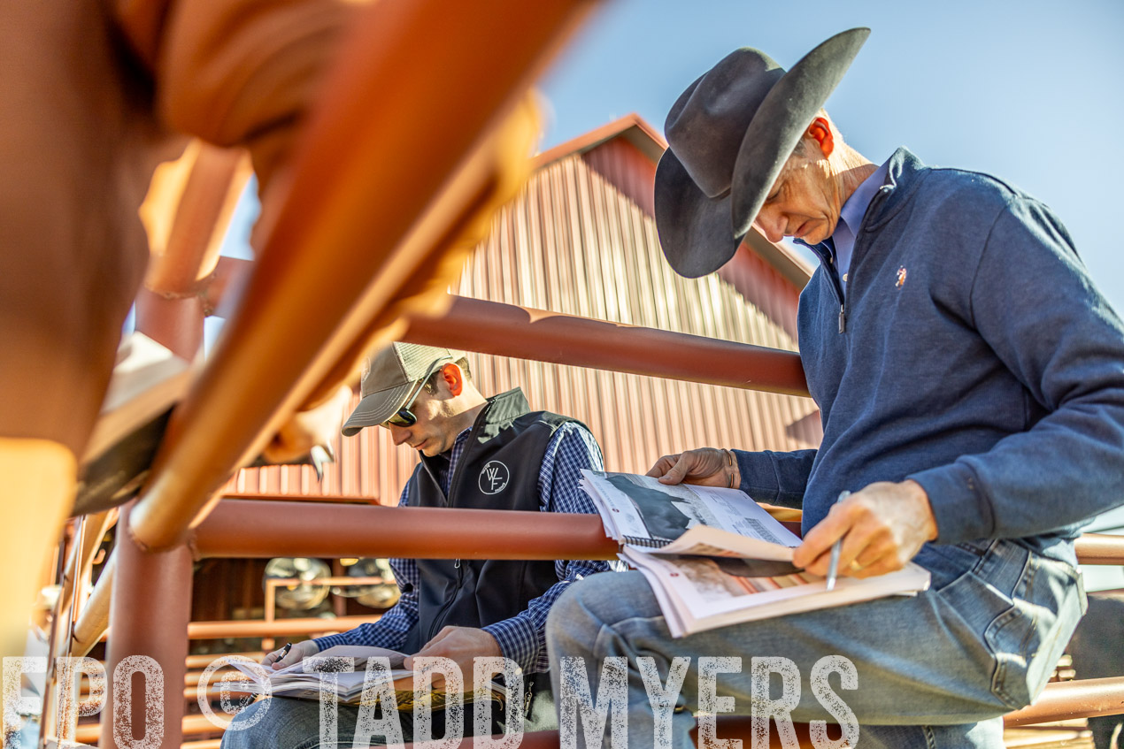 TMyers_SpringBullSale_Cameron_Feb2024-512544