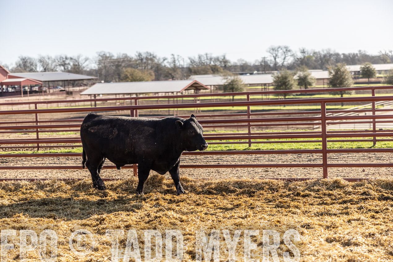TMyers_SpringBullSale_Cameron_Feb2024-512656