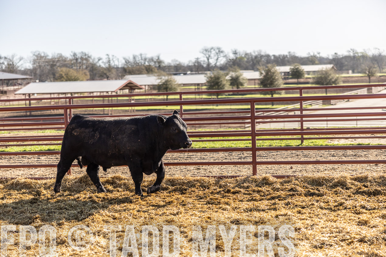 TMyers_SpringBullSale_Cameron_Feb2024-512657