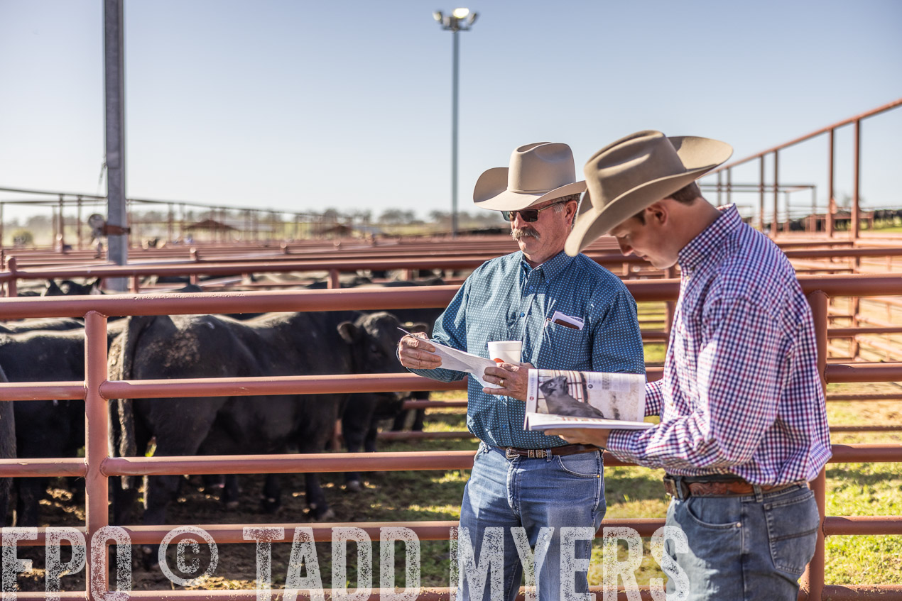 TMyers_SpringBullSale_Cameron_Feb2024-512683