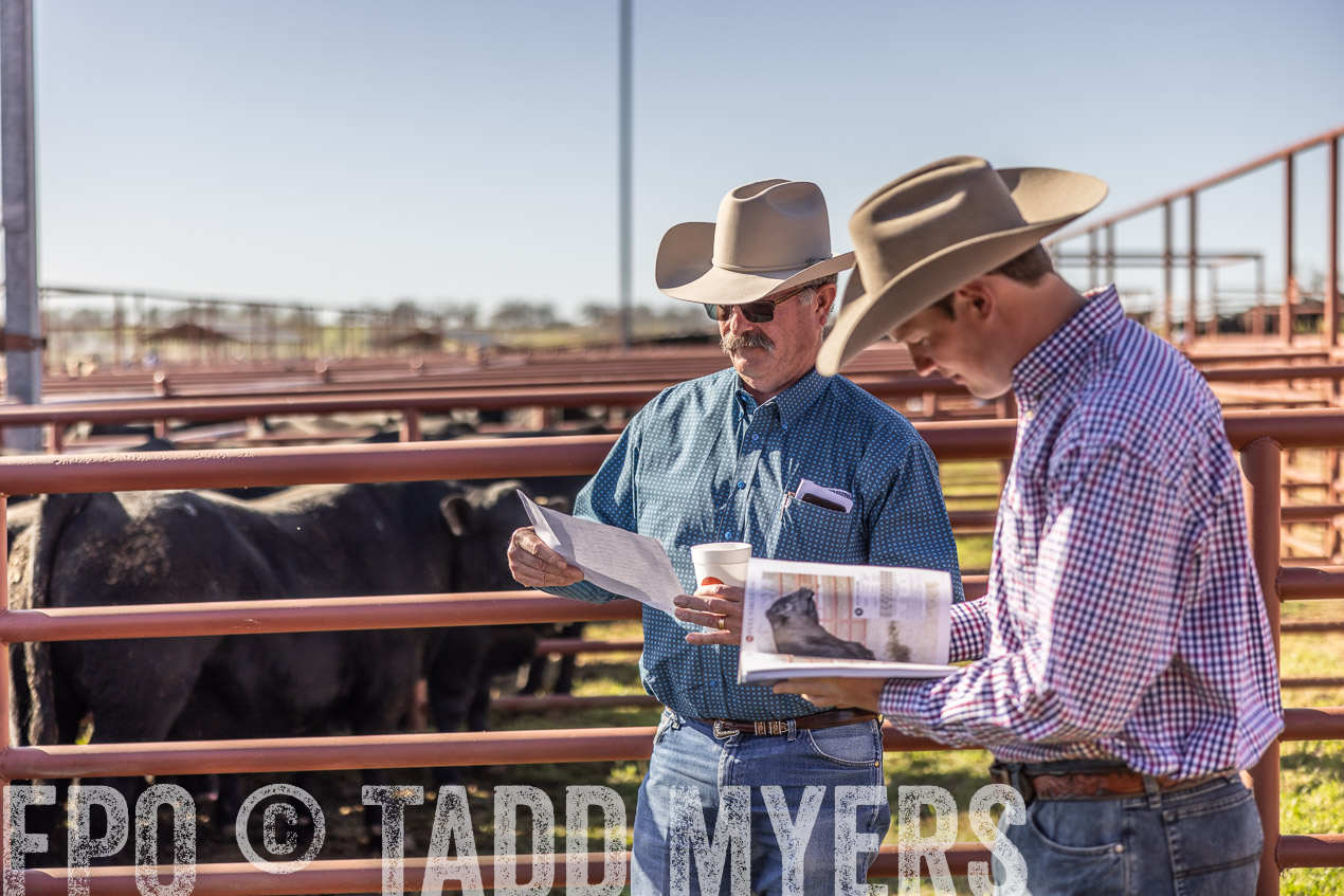 TMyers_SpringBullSale_Cameron_Feb2024-512684