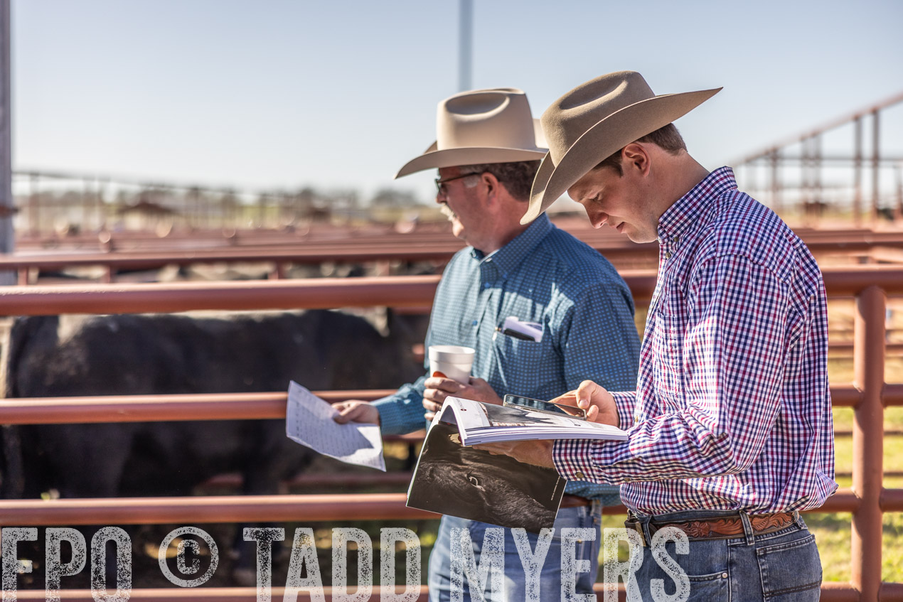 TMyers_SpringBullSale_Cameron_Feb2024-512701
