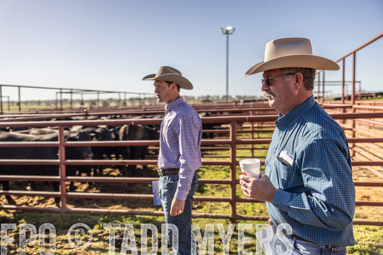 TMyers_SpringBullSale_Cameron_Feb2024-512712