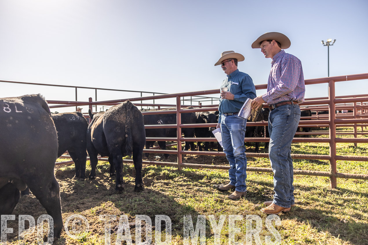 TMyers_SpringBullSale_Cameron_Feb2024-512725