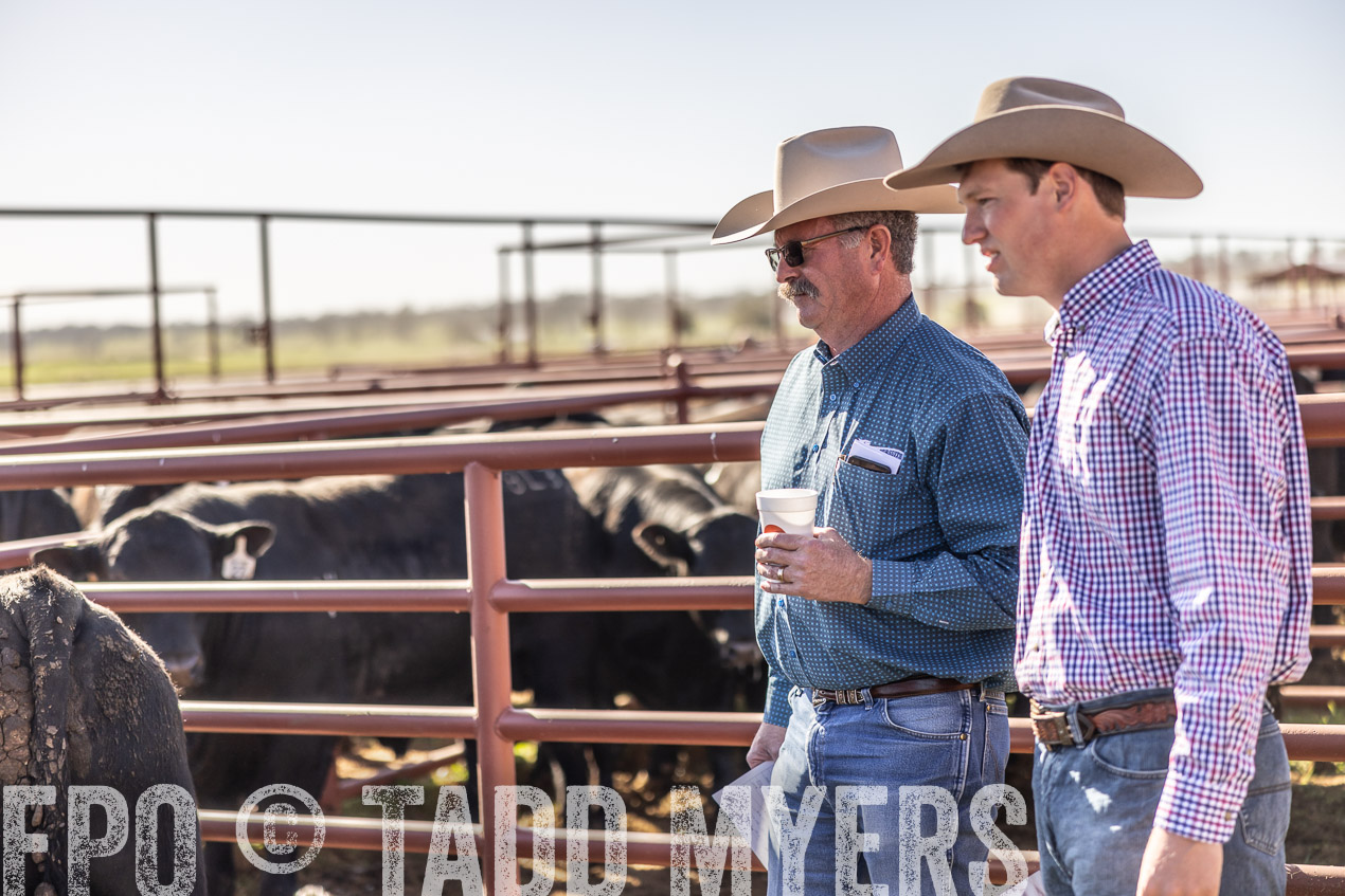 TMyers_SpringBullSale_Cameron_Feb2024-512728