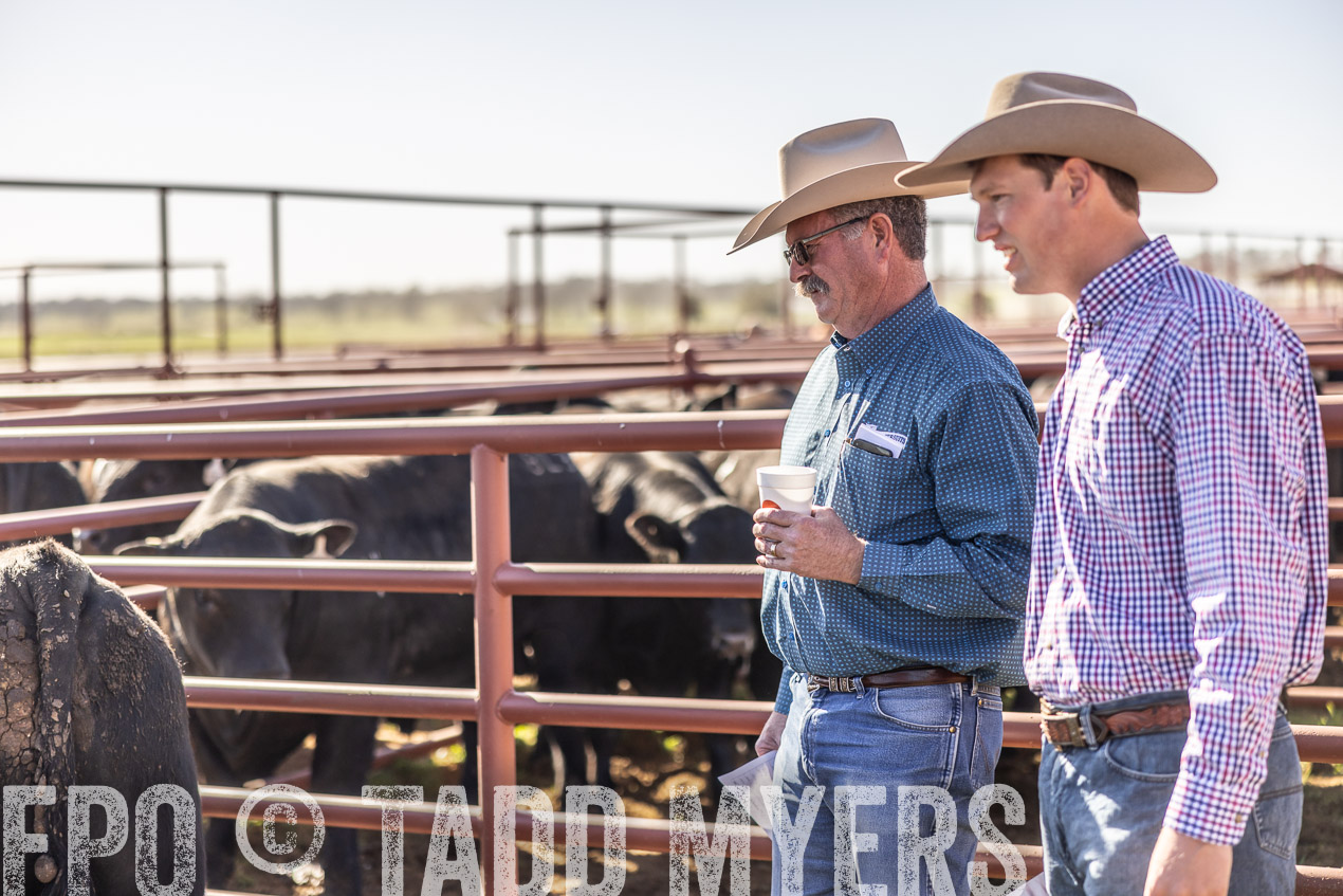 TMyers_SpringBullSale_Cameron_Feb2024-512731