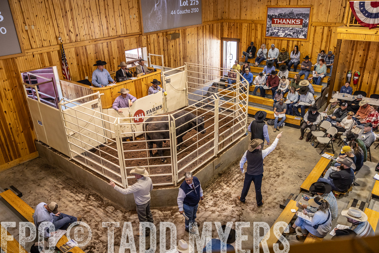 TMyers_SpringBullSale_Cameron_Feb2024-512822