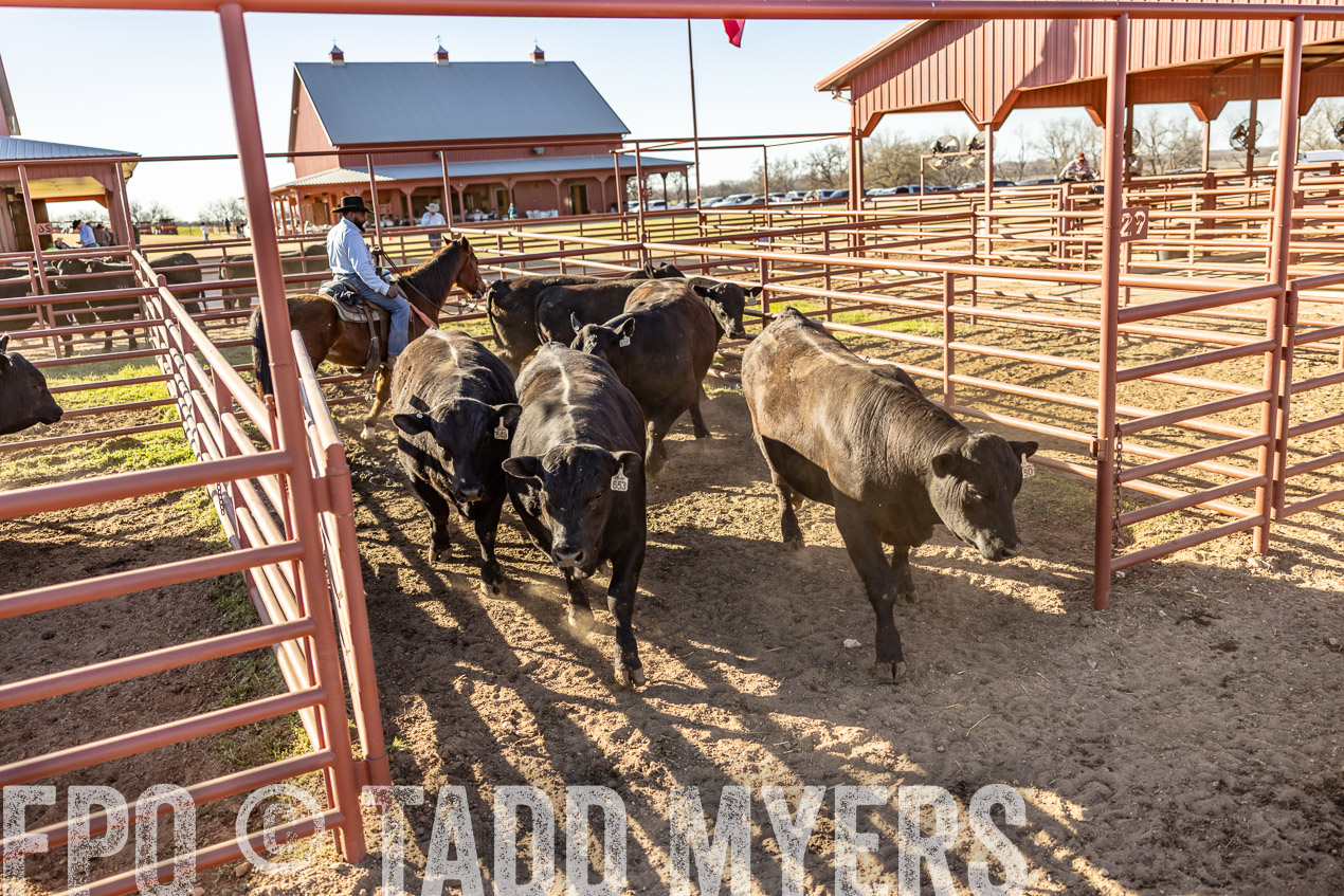 TMyers_SpringBullSale_Cameron_Feb2024-512834