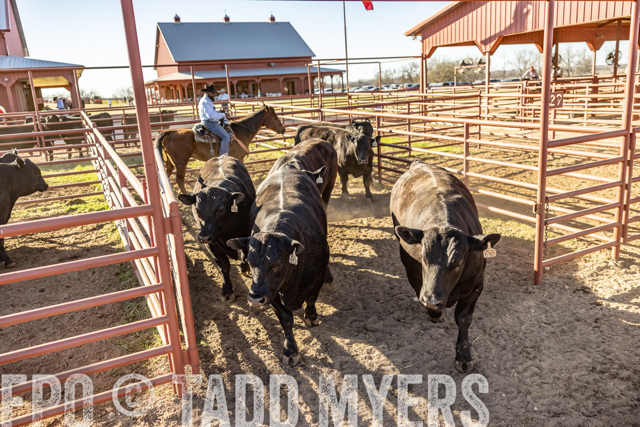 TMyers_SpringBullSale_Cameron_Feb2024-512837