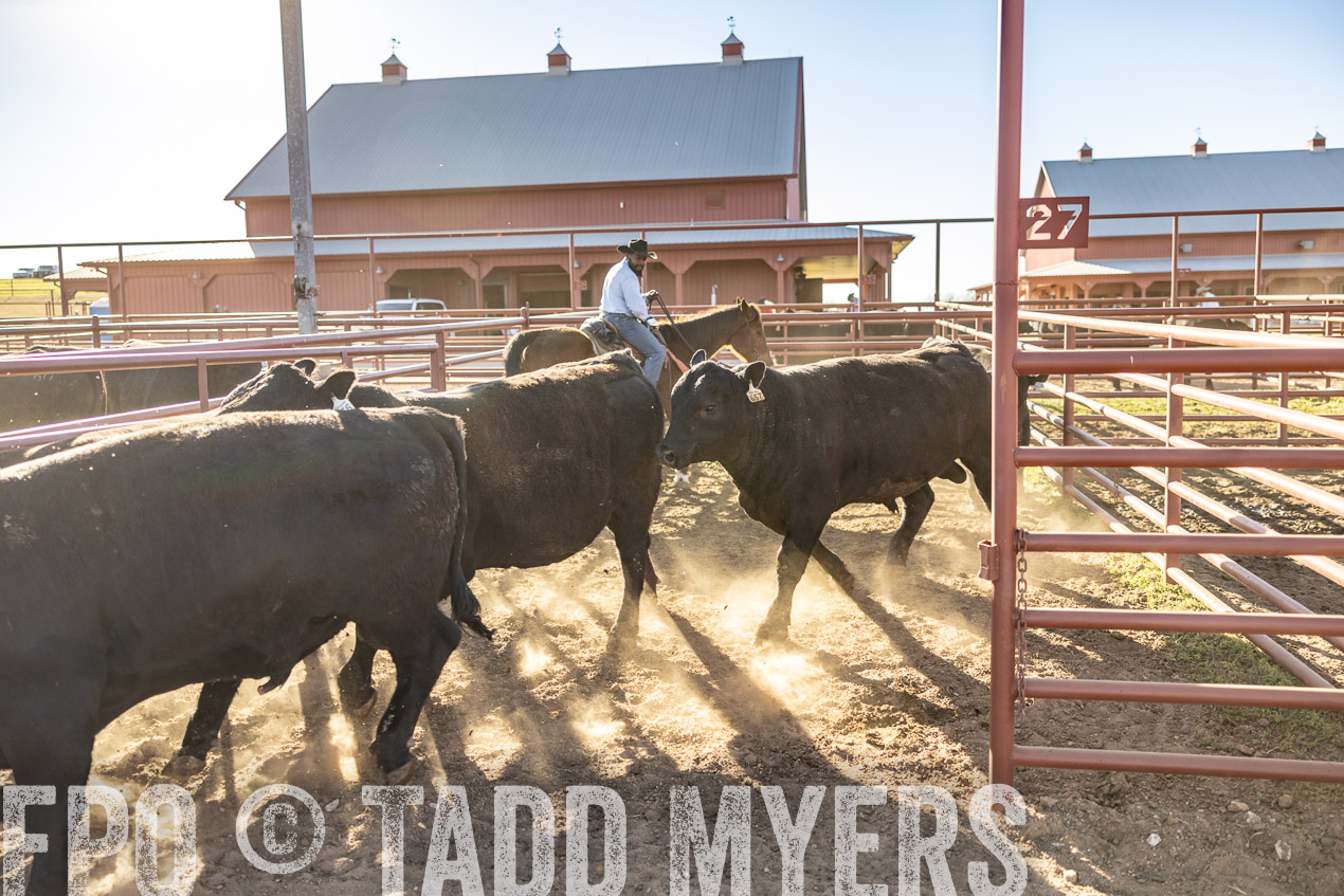 TMyers_SpringBullSale_Cameron_Feb2024-512856