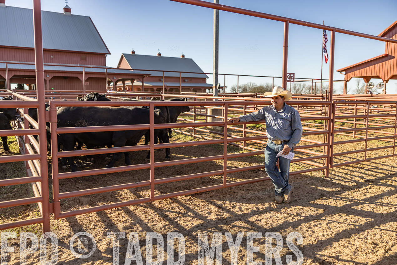 TMyers_SpringBullSale_Cameron_Feb2024-512891