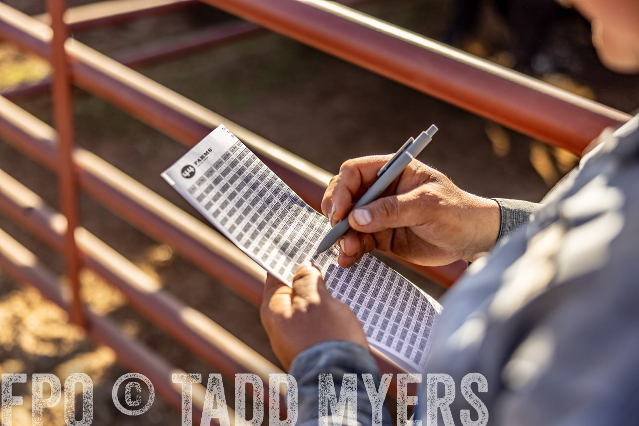 TMyers_SpringBullSale_Cameron_Feb2024-512895